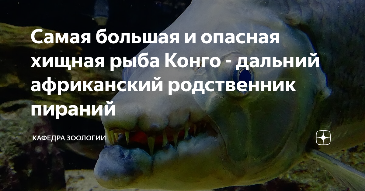 Самая большая и опасная хищная рыба Конго - дальний африканский ...