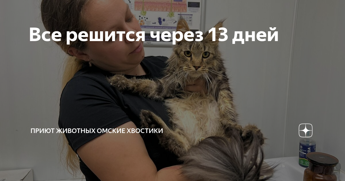 кот падает из окна. дзен хвостики. 500 любых зверей. девочка рада кошке. дзен хвостики.