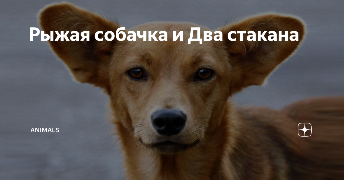 Рыжая собачка и Два стакана | Animals | Дзен