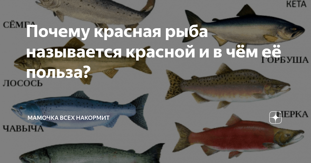 Как плавают рыбы. Особенности питания рыб. Рыба хирург. Синец белоглазка подуст. Почему так названы рыбы.