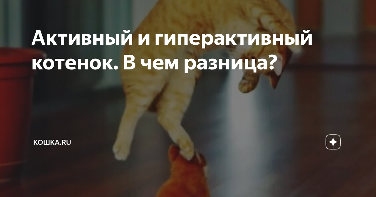 Очень активные коты. Котенок слишком активный. Котенок 6 недель. Котенок играет. Котенок слишком активный.