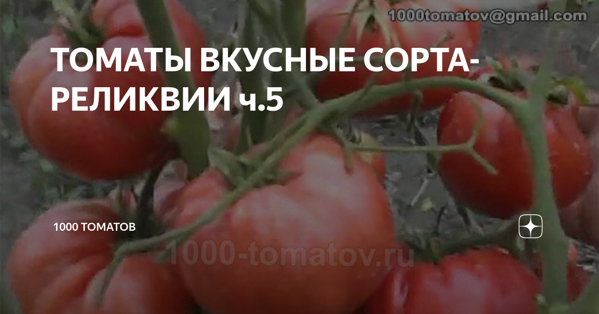 ТОМАТЫ ВКУСНЫЕ СОРТА-РЕЛИКВИИ ч.5 | 1000 томатов | Дзен