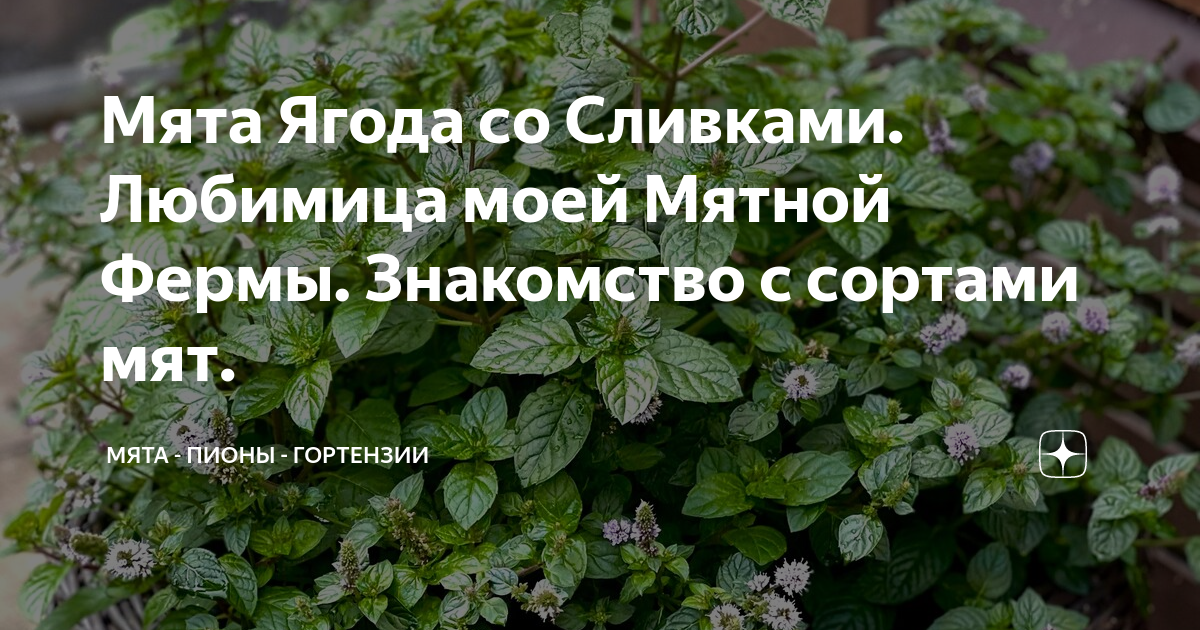 Мята Ягода со Сливками. Любимица моей Мятной Фермы. Знакомство с ...