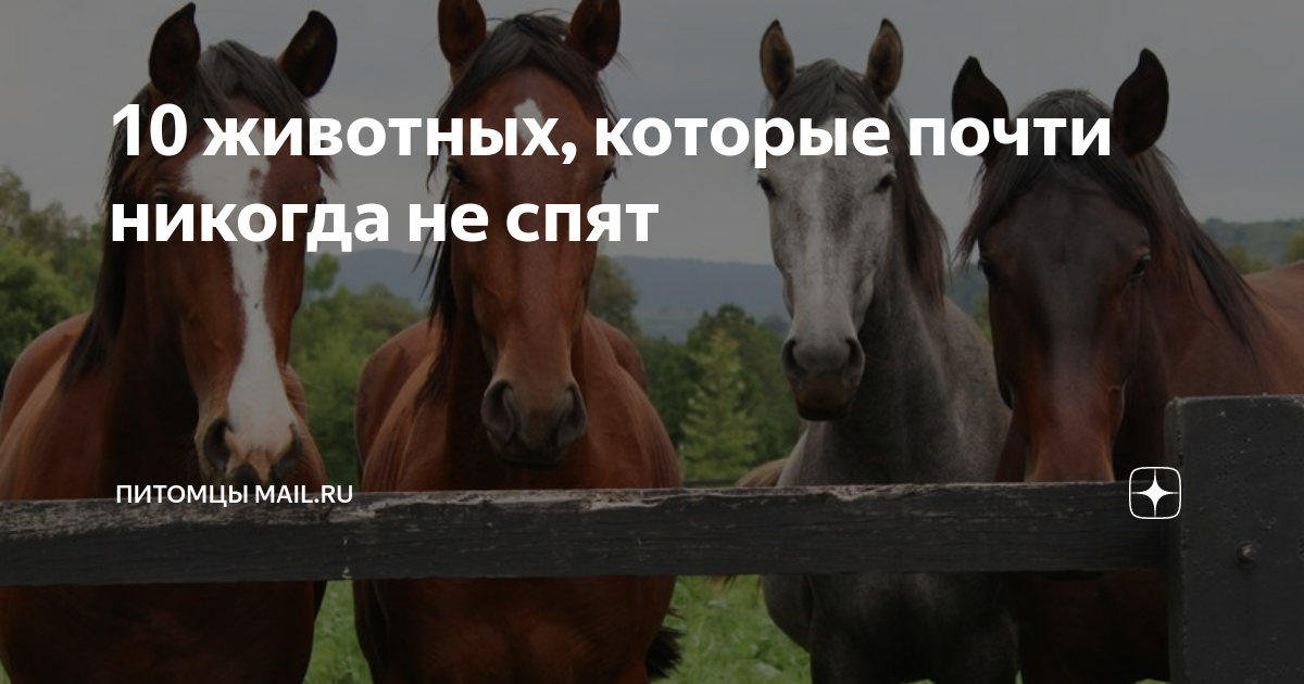 животное которое почти не спит