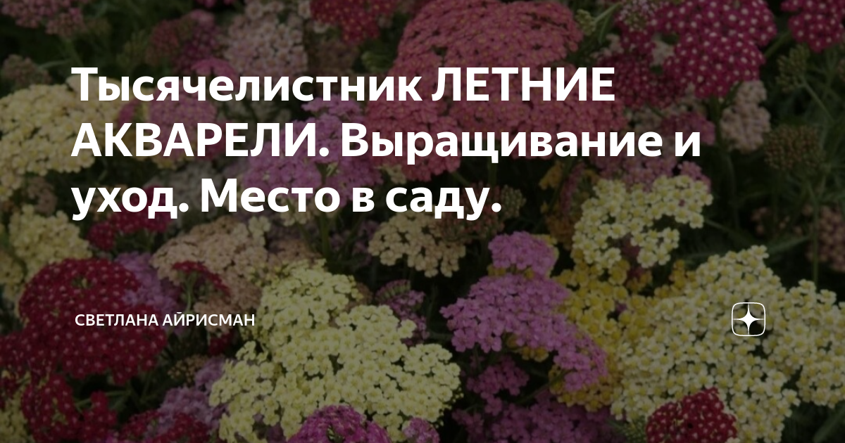 Тысячелистник ЛЕТНИЕ АКВАРЕЛИ. Выращивание и уход. Место в саду ...