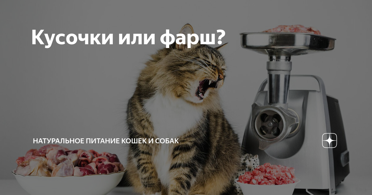 Кусочки или фарш? | Натуральное питание кошек и собак | Дзен
