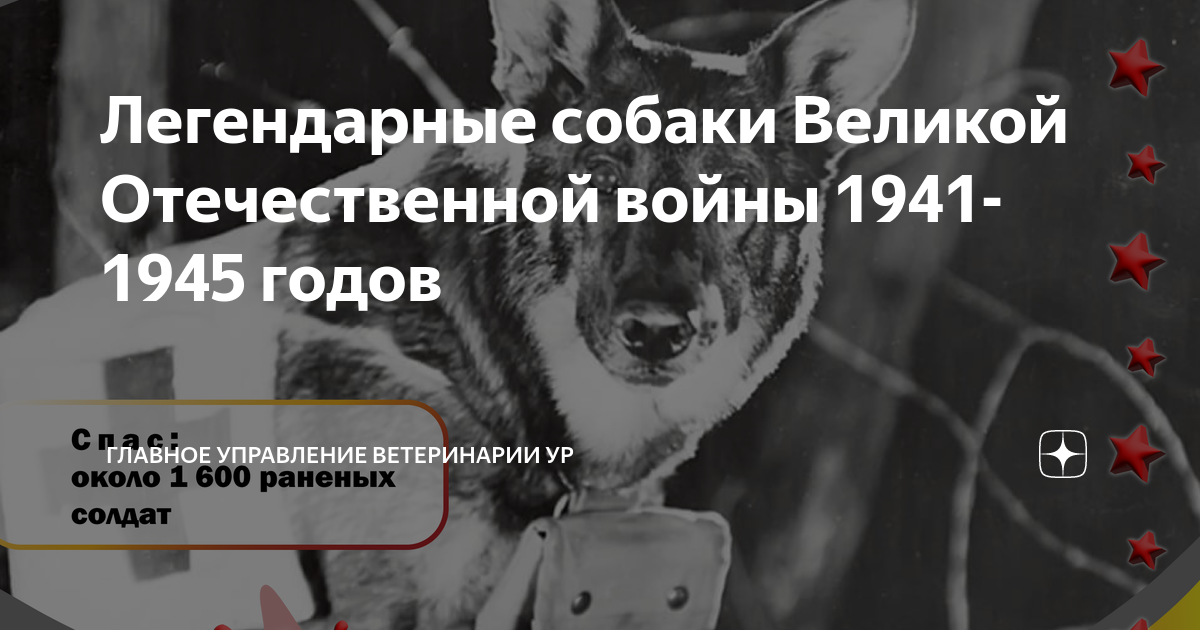 Легендарные собаки Великой Отечественной войны 1941-1945 годов ...