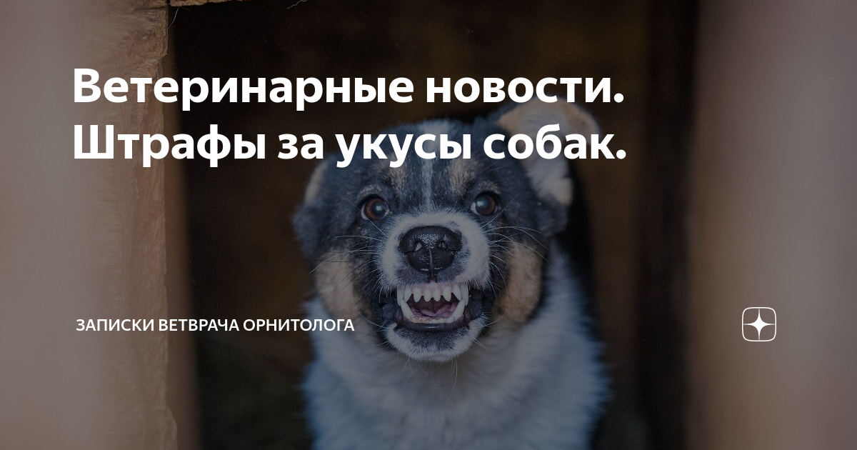 Штраф за укусы. Штраф владельцу собаки за укус. Штраф в России за собакой. Безответственных хозяев домашних животных. Животное расстройство.