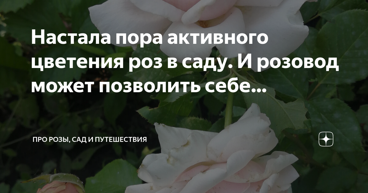 Розы цветут что делать. Отцветшие розы. Отцветшие розы. Слепые побеги на розах что с ними делать. Розы в саду.