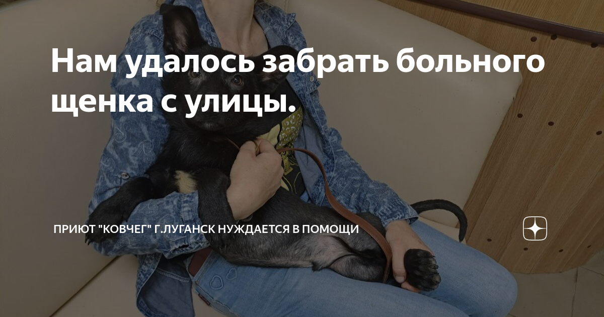Нам удалось забрать больного щенка с улицы. | Приют "Ковчег" г.Луганск ...