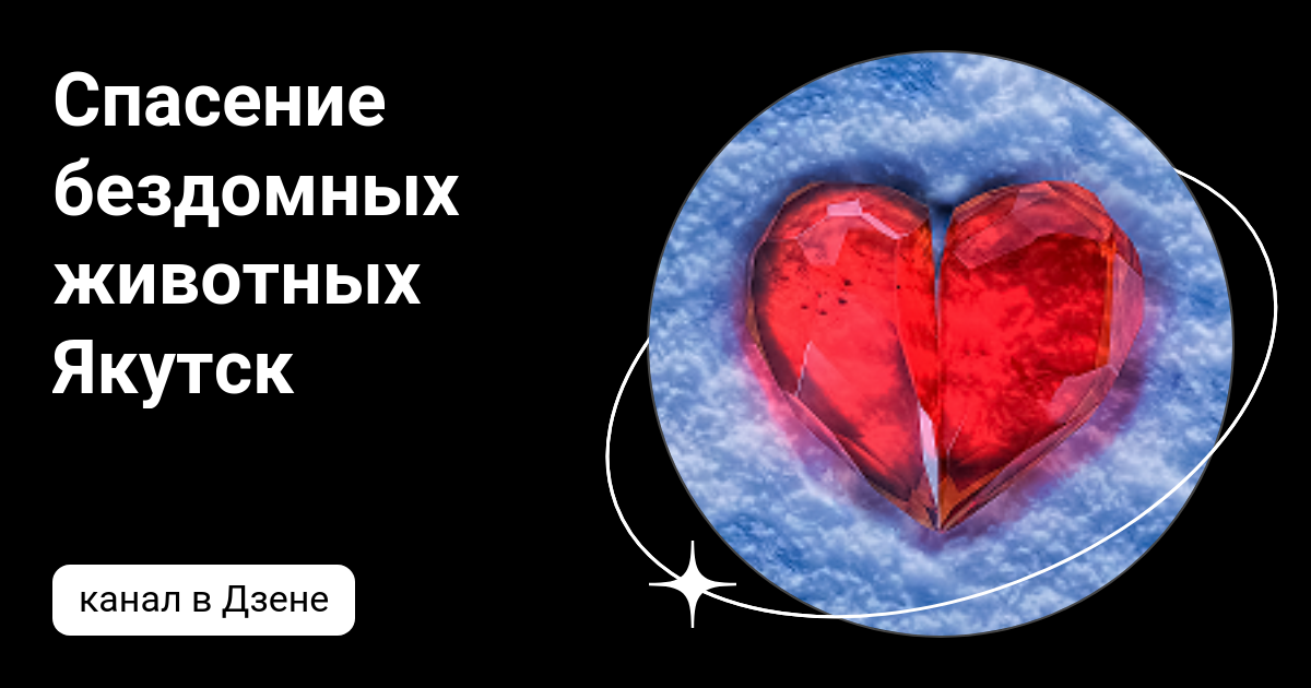 Убивают животных но их спасают. Спасение бездомных животных якутск. Убивают животных но их спасают. Зоомама дзен спасение бездомных животных. Лариса володина якутск собаки.