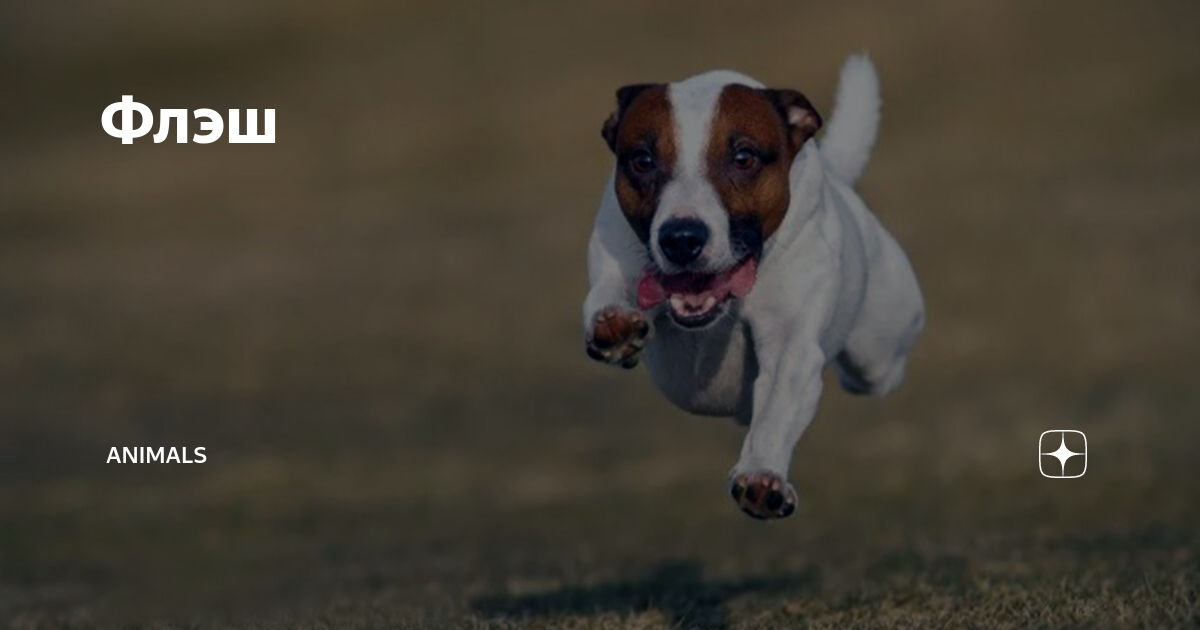 жираф йога. анималс дзен рассказ. дружба между котом и собакой. анималс дзен рассказ. анималс дзен рассказ.