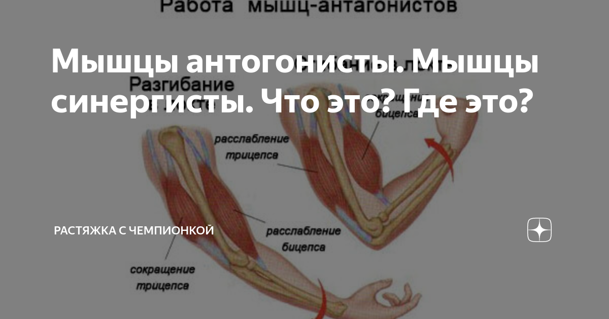 Рецепторы их агонисты и антагонисты в токсикологии