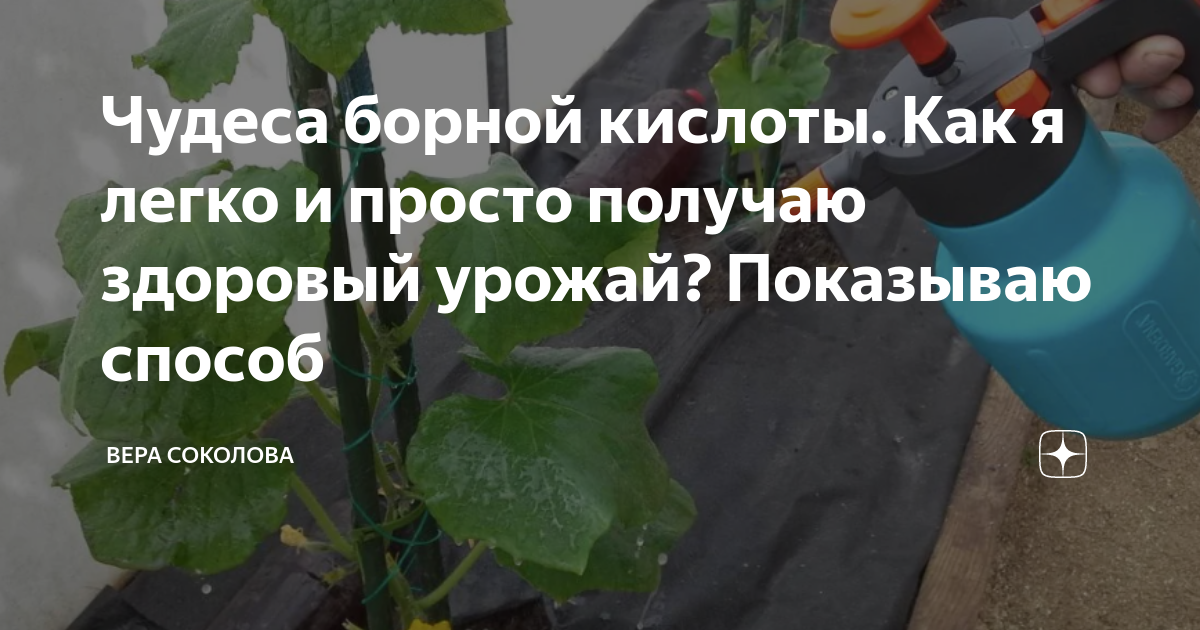 Мочевина и огурцы подкормка. Как опрыскивать огурцы. Подкормка по листу. Окрашенный йодом огурец.