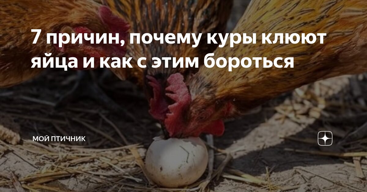 10 способов отучить кур клевать свои яйца и съедать их 🥚🐔🤔