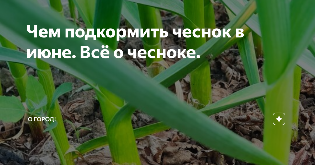 чем подкормить чеснок в июне. подкормка чеснока. подкормить чеснок весной. чеснок сорт шадейка. лукочеснок рокамболь.