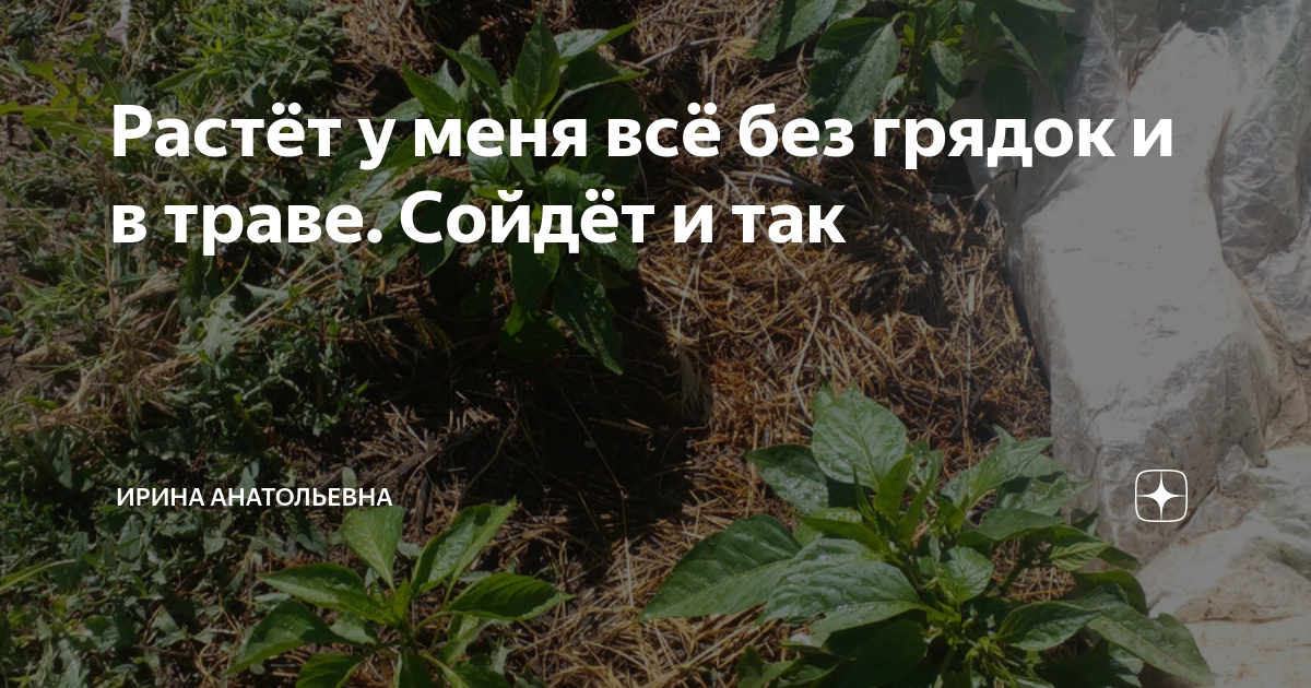 Растёт у меня всё без грядок и в траве. Сойдёт и так | Ирина ...