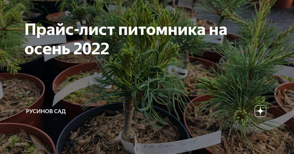 Каталог питомника на осень 2024. Крона Ессентуки питомник прайс-лист.