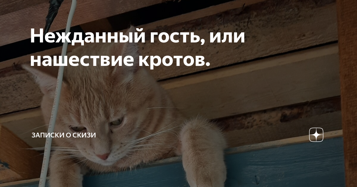 Скизи Мазанкин кот. Скизи кот дзен.