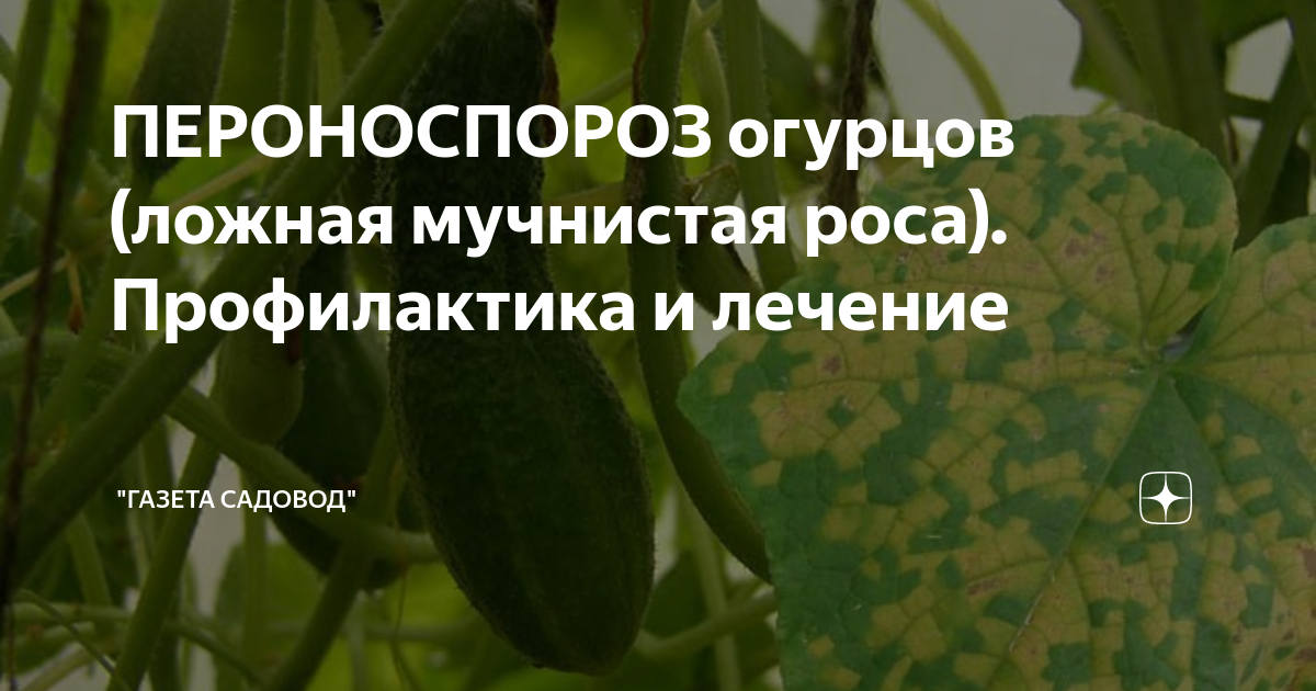 Пероноспороз на огурцах и лечение (76 фото)