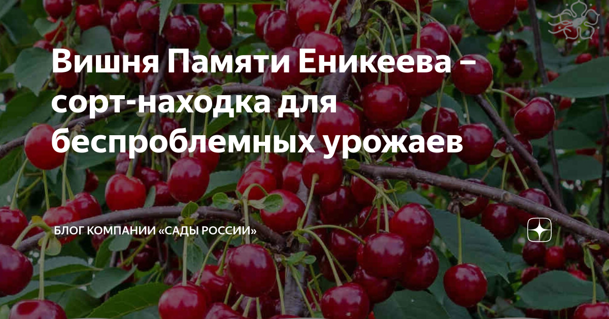 Вишня Памяти Вавилова 3-х летнее зкс купить за 990 р. в садовом центре АСТ Медов
