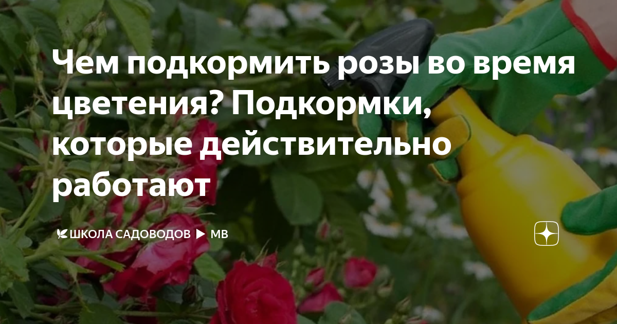 Чем подкормить розы осенью в сентябре. Подкормка роз во время цветения. Чем подкармливать розы для обильного цветения.