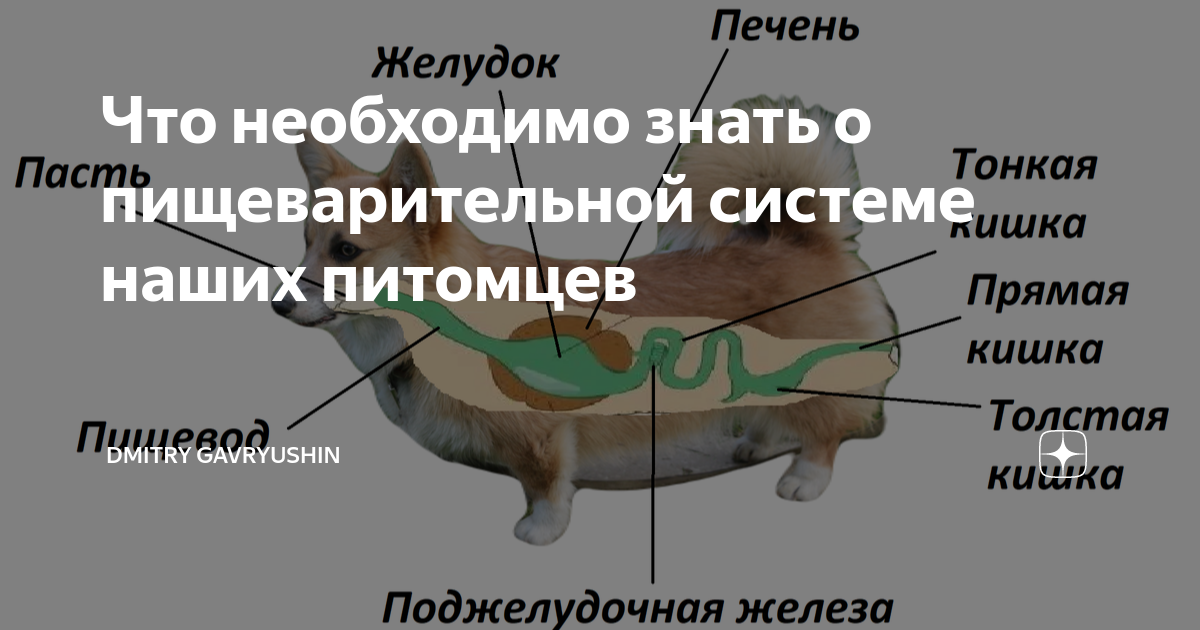 Что необходимо знать о пищеварительной системе наших питомцев | Собаки ...
