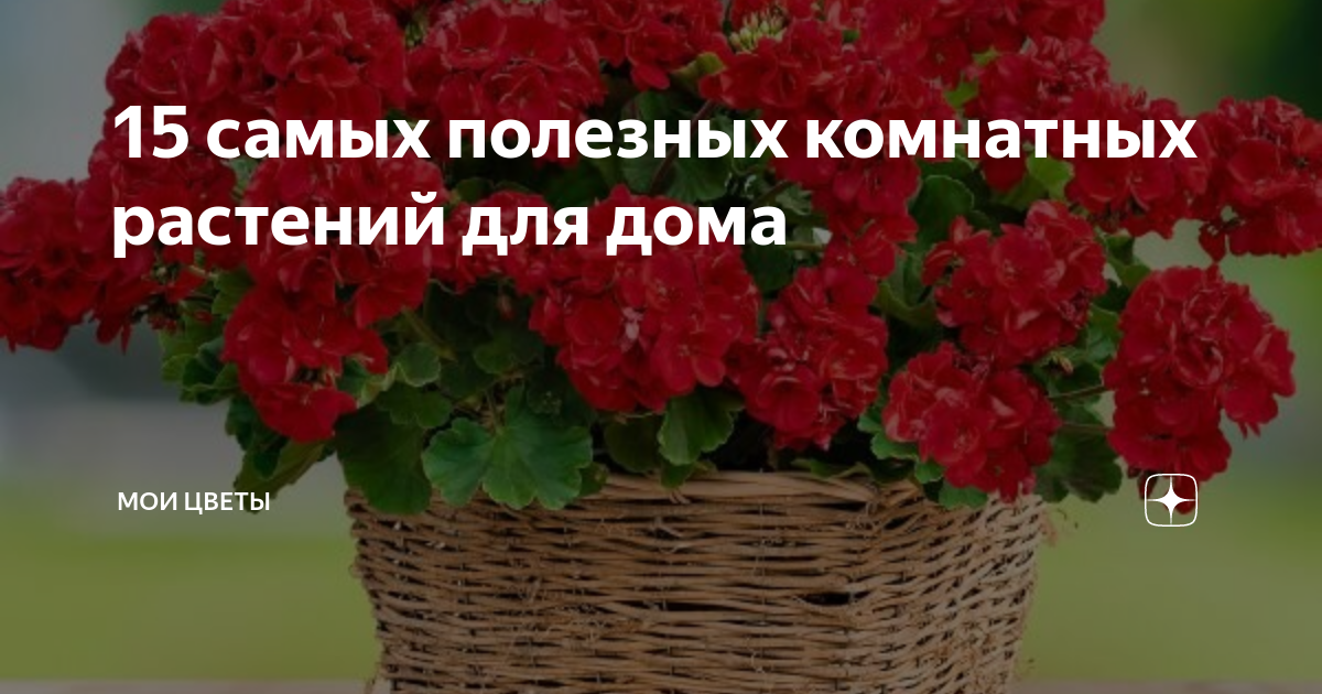 какие растения благоприятны для дома
