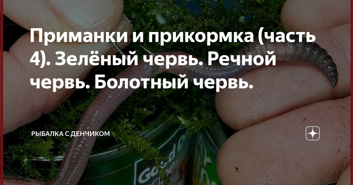 многощетинковые черви многощетинковые черви. червяк уормс. шистосома японская церкарий. червь 6 букв. паразит червяк шистосома.