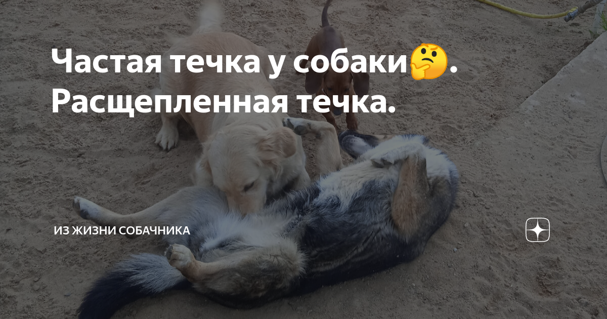 У кобелей бывает течка? Что говорят эксперты