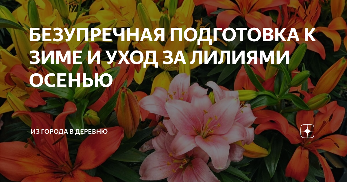 Лилии посадка. Как подготовить лилии к осени. Как подготовить лилии к осени. Как красиво посадить лилии на участке фото. Обрезка лилий на зиму.