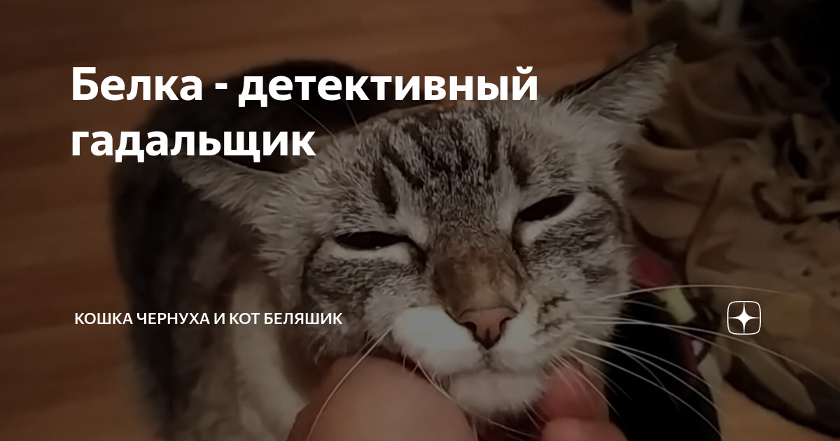 Дзен коты беляшик и чернуха. Кот гадальщик. Кошка Чернуха и кот Беляшик сегодняшняя история.