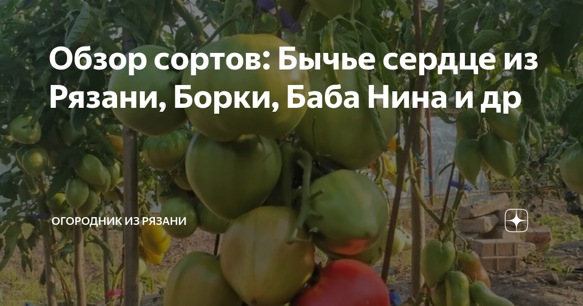Обзор сортов: Бычье сердце из Рязани, Борки, Баба Нина и др | Огородник ...