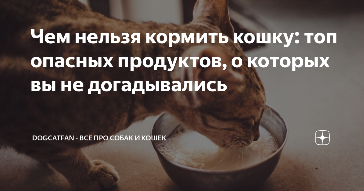 Чем нельзя кормить кошку: топ опасных продуктов, о которых вы не ...