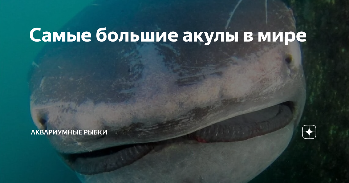 в каком море водится больше всего акул