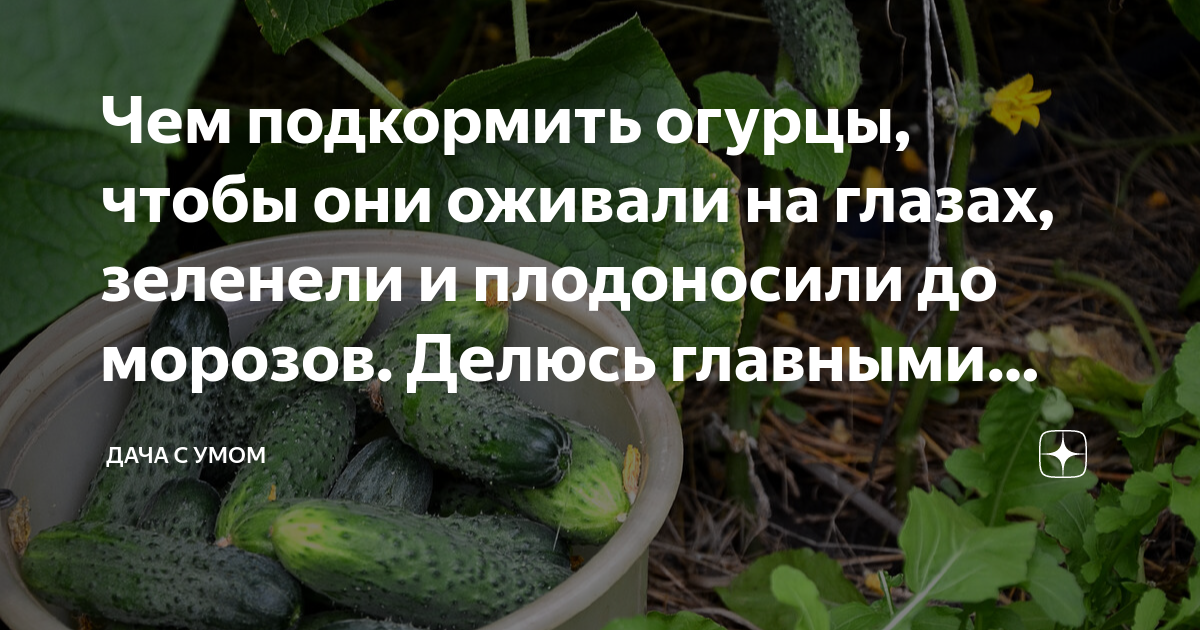 Чем подкормить огурцы для продления плодоношения