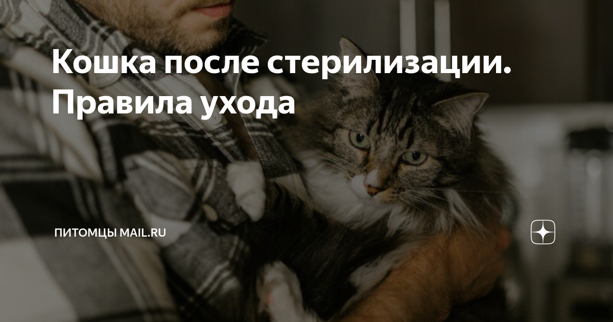 кошка не ест и не пьет после стерилизации форум