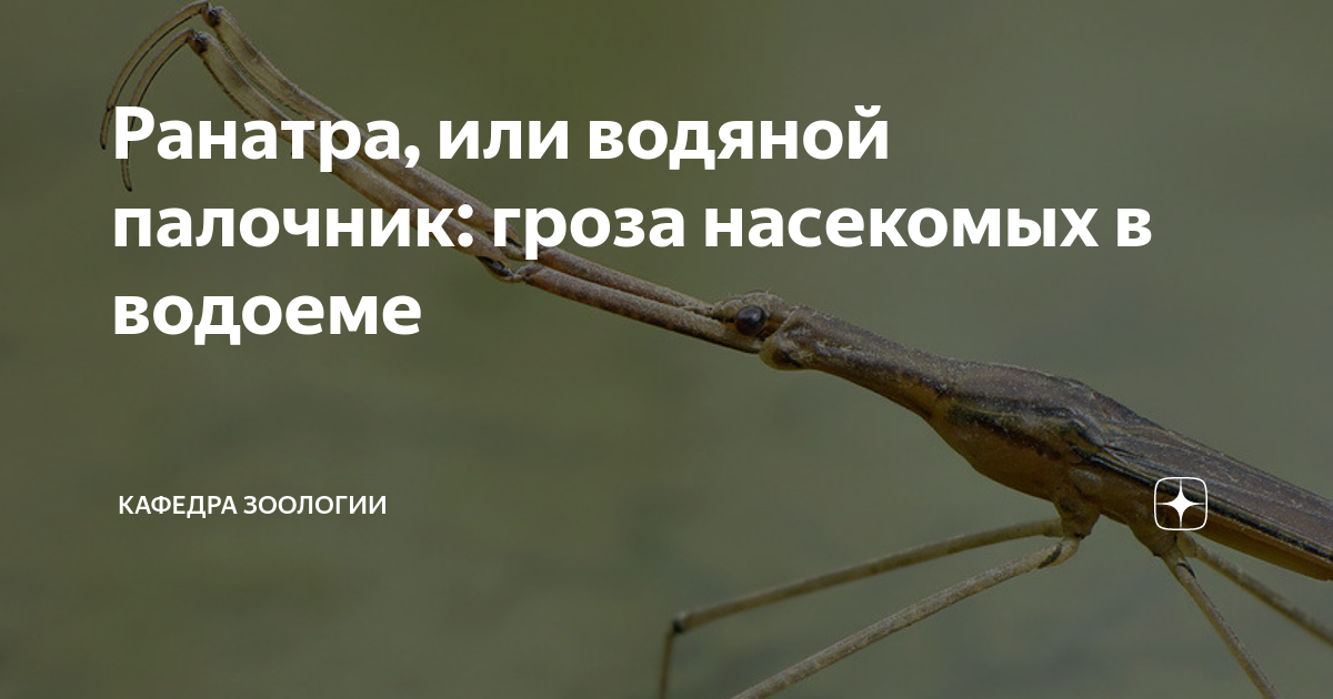 Ранатра, или водяной палочник: гроза насекомых в водоеме | Кафедра ...