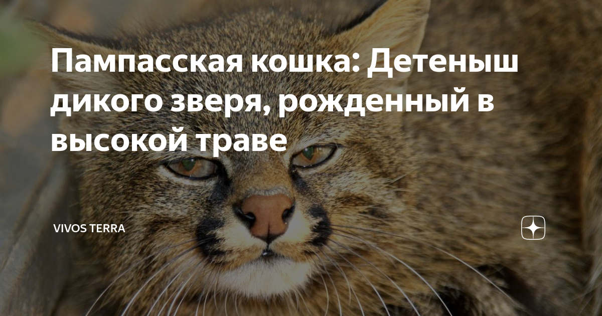 Пампасская кошка: Детеныш дикого зверя, рожденный в высокой траве ...