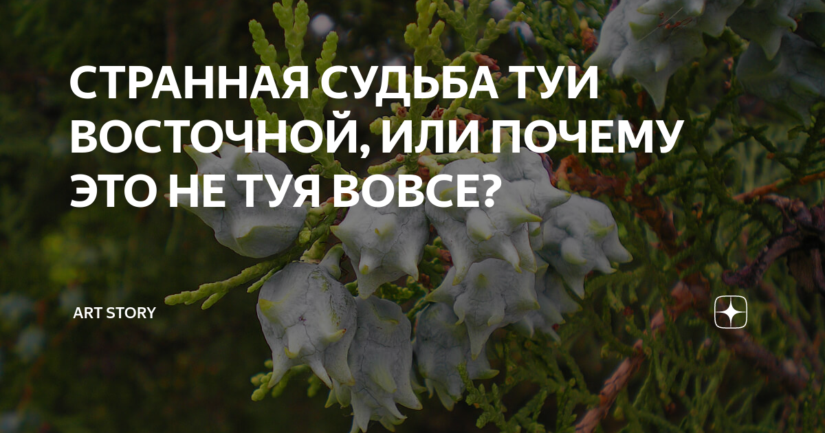 СТРАННАЯ СУДЬБА ТУИ ВОСТОЧНОЙ, ИЛИ ПОЧЕМУ ЭТО НЕ ТУЯ ВОВСЕ? | Студия ...
