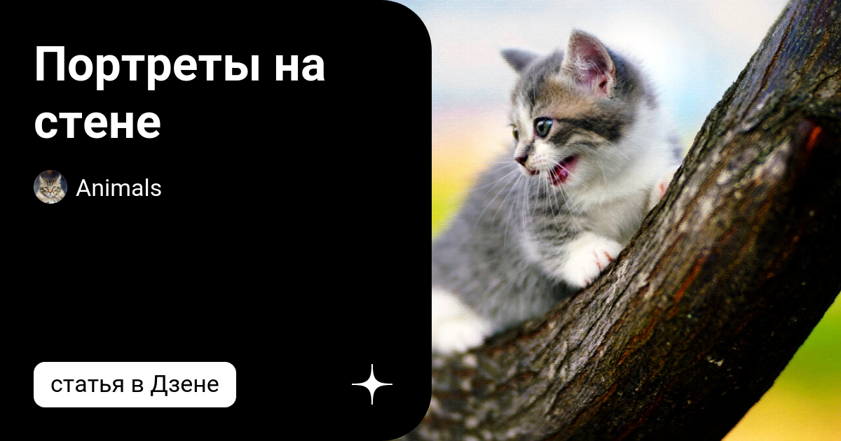 зверюшка дзен. лисы для медитаций. Animals дзен.