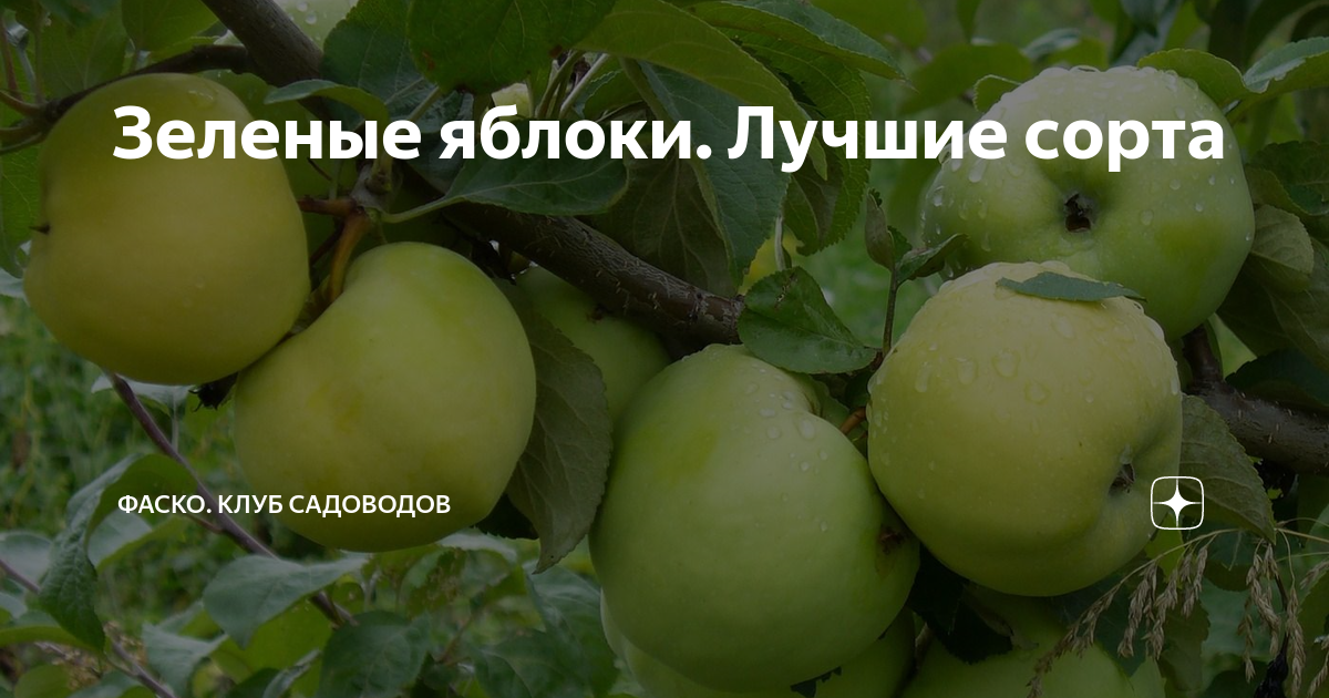 Зеленые яблоки зимних сортов: урожай холодного сезона Вдали от цивилизации Фотог