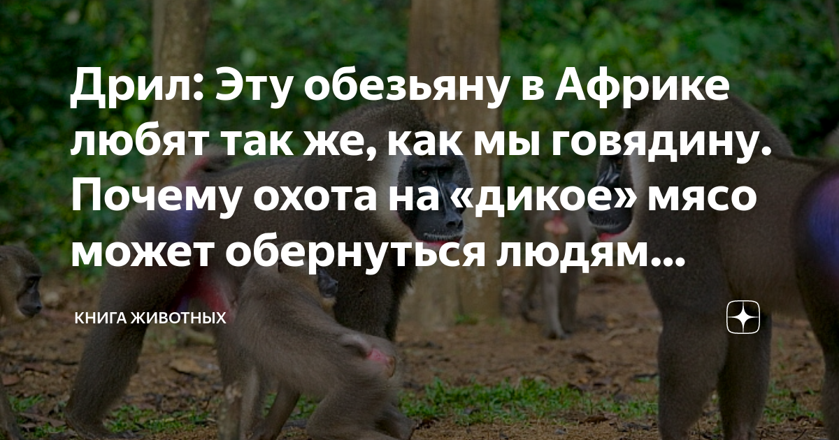 Дрил: Эту обезьяну в Африке любят так же, как мы говядину. Почему охота ...