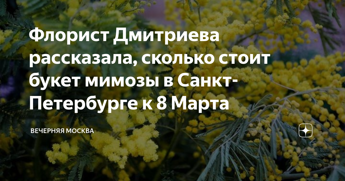 Мимоза цветет в абхазии. Откуда везут мимозу. Мимоза в абхазии. Мимоза в сочи. Откуда везут мимозу.