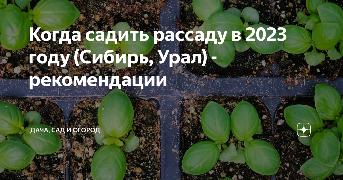 Сад и огород своими руками. Советы начинающим огородникам и садоводам