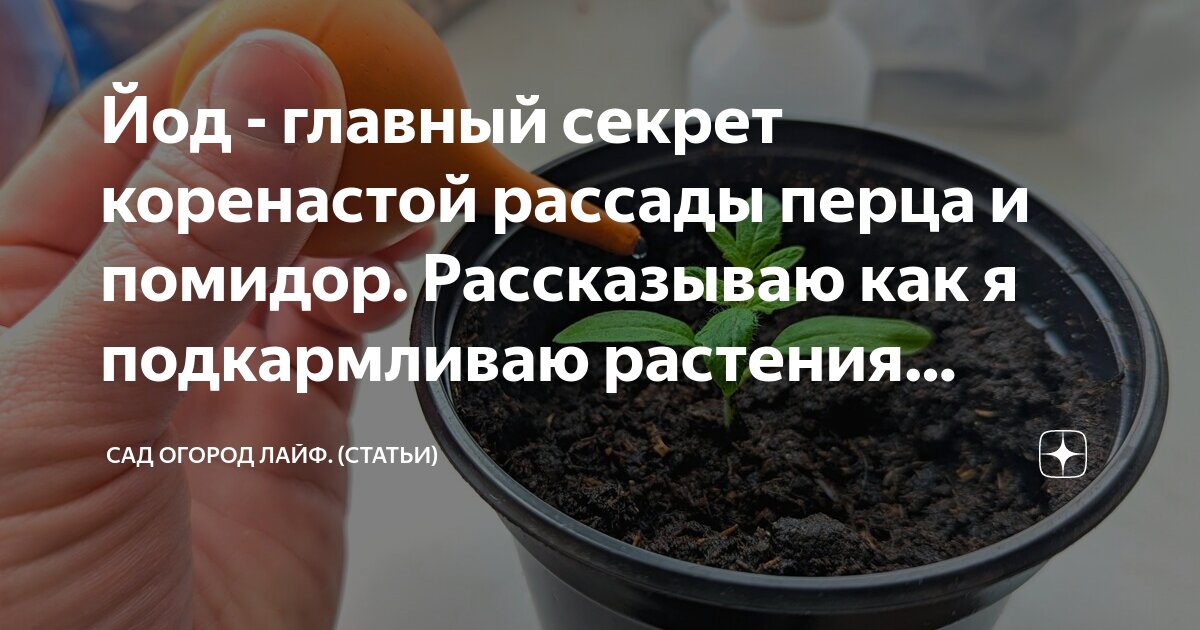 Йод для рассады перца. Сад огород Life дзен. Для развития корневой системы у рассады перца. Как укрепить рассаду перца.