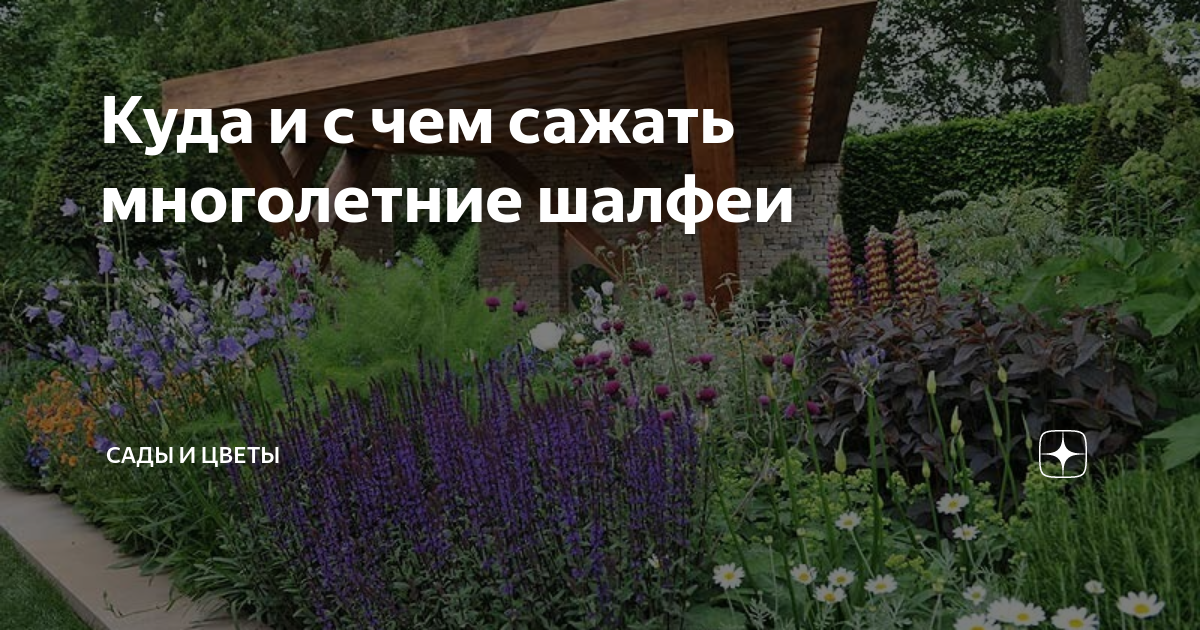 Куда и с чем сажать многолетние шалфеи | Сады и цветы | Дзен