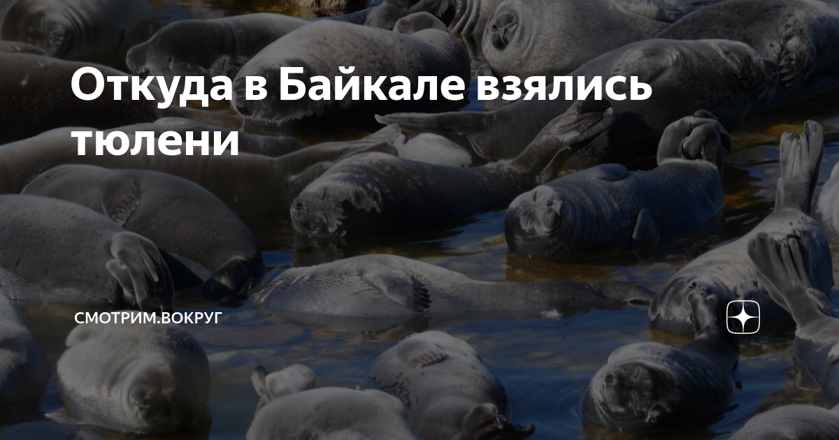 Откуда в Байкале взялись тюлени | Смотрим.Вокруг | Дзен