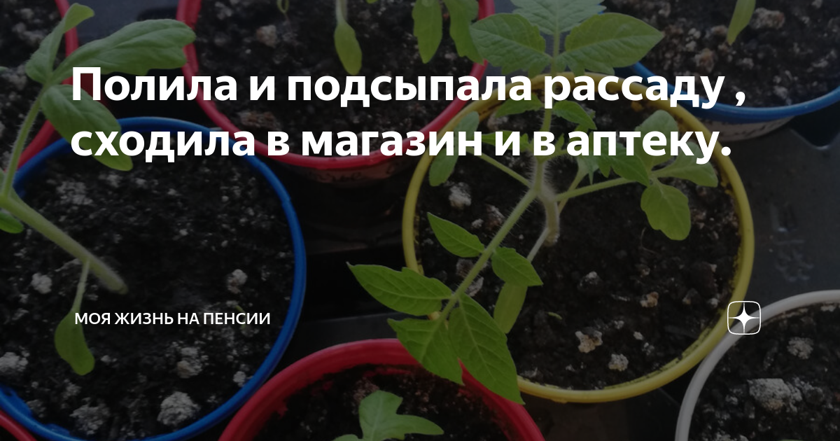 Можно ли рассаду перца подсыпать землей. Рассада. Когда садить рассаду. Доброе утро рассада