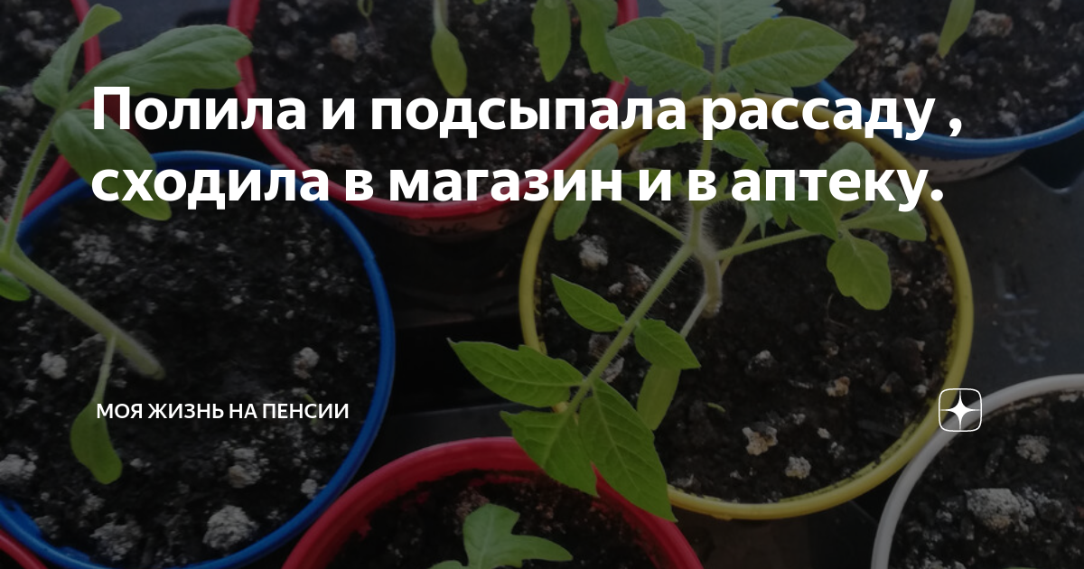 Можно ли подсыпать землю в перцы. Рассада. Подсыпка земли в рассаду. Надо ли подсыпать землю в рассаду перцев.